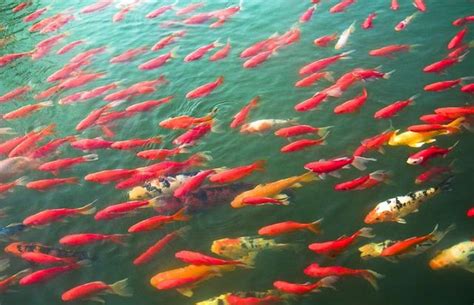 虎邊養魚|養魚風水相關禁忌！如不謹慎，招來橫禍